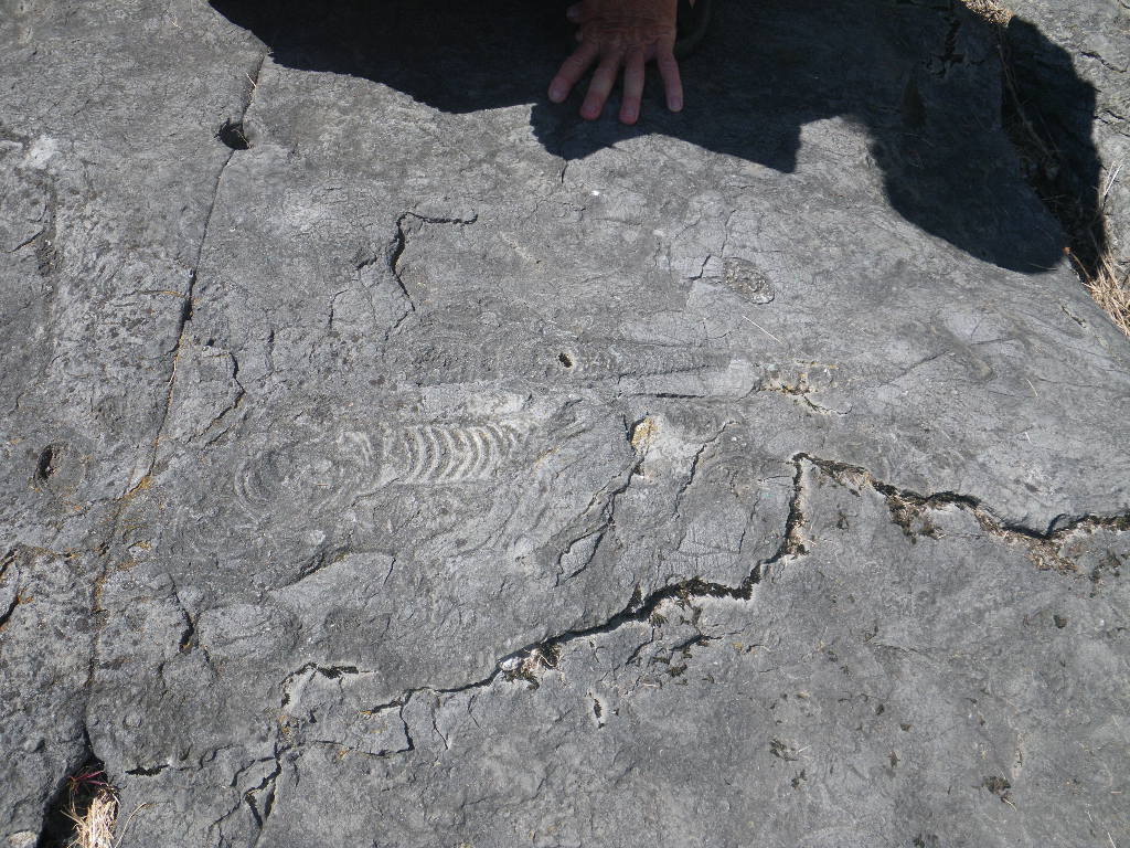 fish fossil and fissure