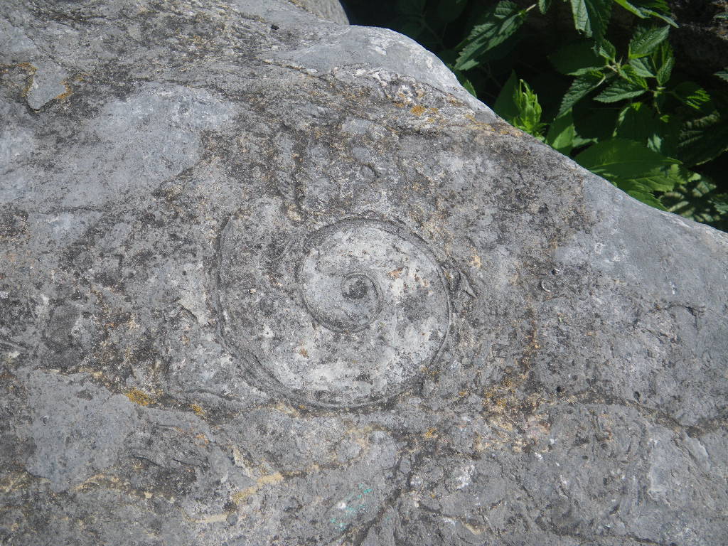 shell fossil